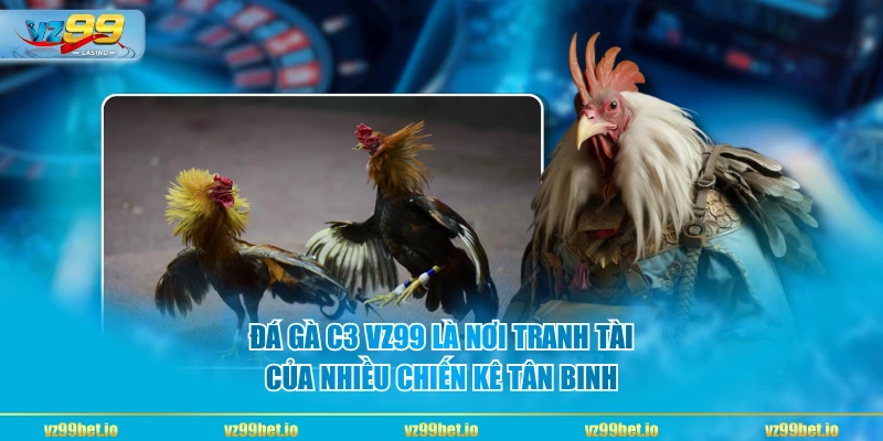 Đá gà C3 VZ99 là nơi tranh tài của nhiều chiến kê tân binh