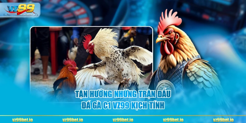Tận hưởng những trận đấu đá gà C1 VZ99 kịch tính